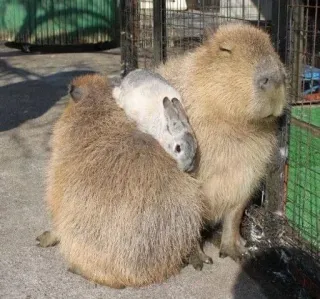 🐰 kapibara, królik, zwierzęta, dzika przyroda, przyjaźń, słodkie telegram sticker
