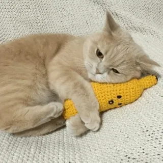 🍌 kat, banaan, dier, schattig, kitten, huisdier, speelgoed telegram sticker