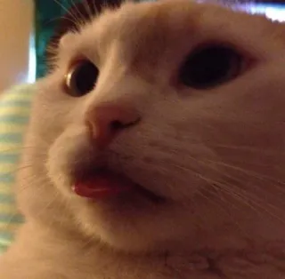 😛 cat, animal, pet, cute, tongue whatsapp sticker