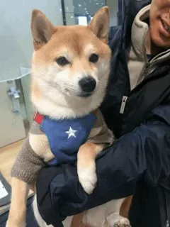 🐕 개, 시바견, 애완동물, 동물 whatsapp sticker