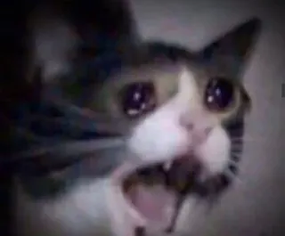 🥺 kot, płaczący, smutny, mem whatsapp sticker