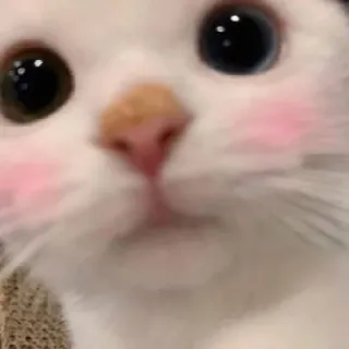 😳 cat, cute, animal, pet, kitten, kawaii, blush telegram sticker