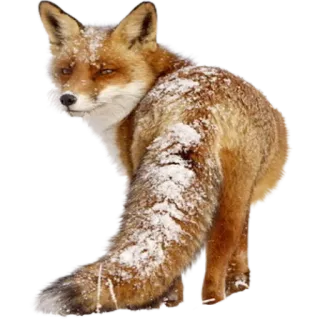 ❄ fox, animal, wildlife, snow, nature telegram sticker