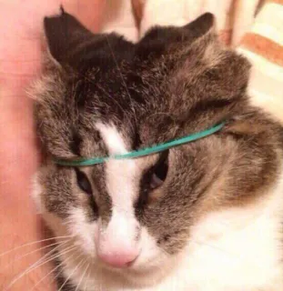 😾 cat, pet, animal, cute, funny, rubber band, domestic animal telegram sticker