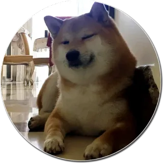 😊 chien, shiba inu, animal de compagnie, animal, mignon, mème, doge whatsapp sticker