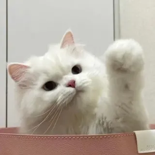 🐾 고양이, 귀여운, 폭신한, 흰색, 동물 telegram sticker