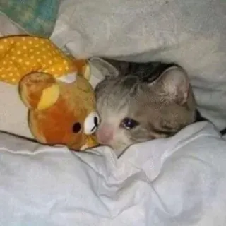 🥺 고양이, 동물, 슬픈, 울음, 귀여운, 테디베어, 침대, 위로 telegram sticker