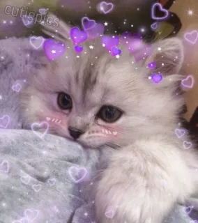 💖 gatto, gattino, carino, cuori, animale domestico, animale telegram sticker