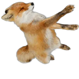 🛹 fox, animal, dab, meme, dancing, cute telegram sticker