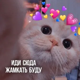 🫂 ИДИ СЮДА
ЖАМКАТЬ БУДУ แมว, หัวใจ, น่ารัก, สัตว์เลี้ยง, สัตว์, คาวาอิ telegram sticker