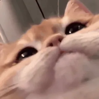 🙃 gato, lindo, animal, doméstico, mascota, felino whatsapp sticker