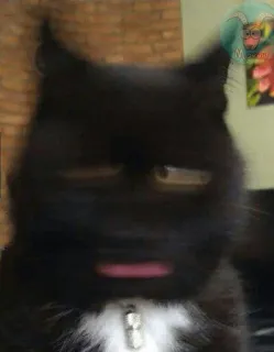 😾 gato, animal, animal de estimação, gato preto whatsapp sticker