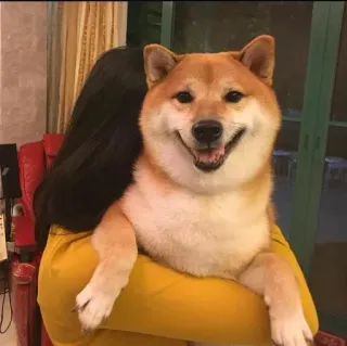 ❤️ Shiba Inu, dog, pet, cute, animal, domestic animal telegram sticker
