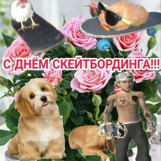 🛹 С ДНЁМ СКЕЙТБОРДИНГА!!! skateboard, skateboarding, dog, roses, text, collage, party telegram sticker