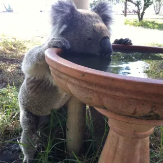 🐨 koala, animal, wildlife, drinking, water, cute, australia, marsupial telegram sticker