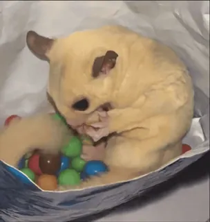 🤩 sucre d'érable, animal, animal de compagnie, mammifère, mignon, rongeur, marsupial, petit animal telegram sticker
