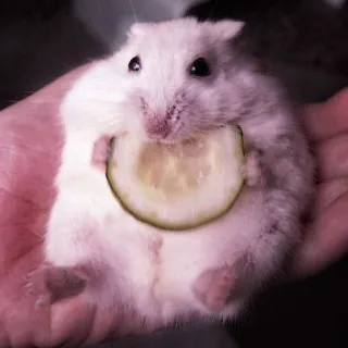 🤏 hamster, cucumber, pet, animal, cute, rodent, food telegram sticker