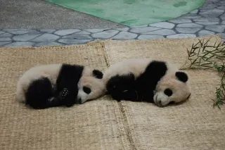 🤔 panda, ursos, animais, vida selvagem, fofo, filhotes de panda, dormindo, natureza telegram sticker