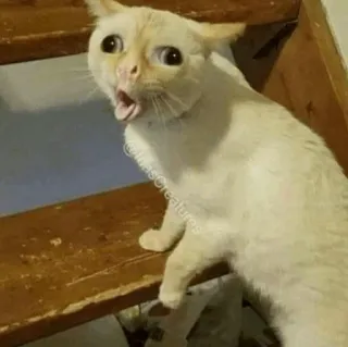 🧈 chat, surpris, animal, animal de compagnie, drôle, effrayé telegram sticker