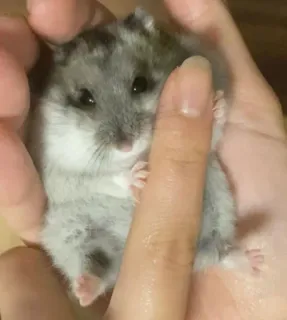 😍 hamster, animal, cute, pet, small, mammal telegram sticker