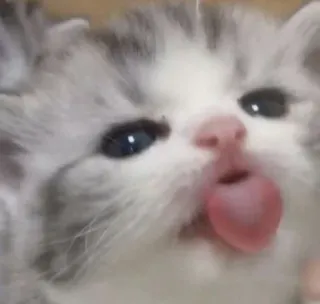 😝 小猫, 猫, 可爱, 动物, 宠物, 舌头, 搞笑 telegram sticker