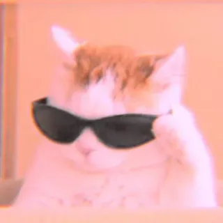 🐾 Katze, Sonnenbrille, cool, Tier, Haustier, Brille whatsapp sticker