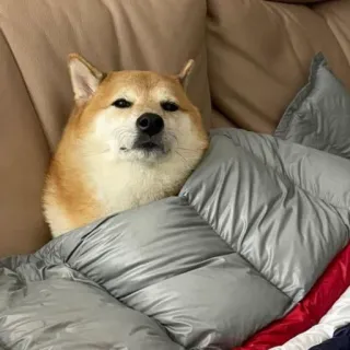 🏷 chó, shiba inu, thú cưng, động vật, dễ thương, chăn, nghỉ ngơi, thoải mái telegram sticker