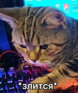 😠 злится gato, teclado, meme, gato gamer, enfadado, texto ruso, mascota telegram sticker