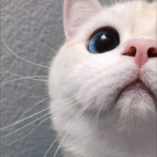 🍑 cat, white cat, blue eye, pet, animal, cute telegram sticker