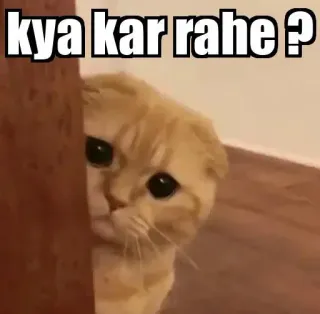 👀 kya kar rahe ? gato, mirando, pregunta, meme, curioso telegram sticker