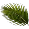 🥥