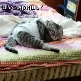 Кыц_Кыц telegram stickers