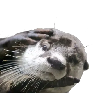 🙁 выдра, животное, калан, милый, млекопитающее, дикая природа, природа telegram sticker