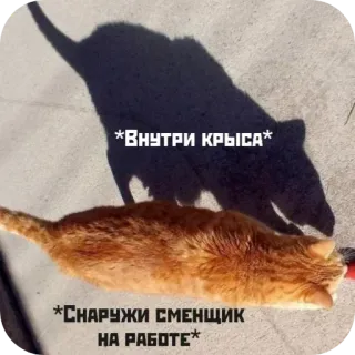 🐁 *ВНУТРИ КРЫСА*
*СНАРУЖИ СМЕНЩИК НА РАБОТЕ* chat, ombre, rat, animal, drôle, mème telegram sticker