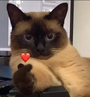 ❤️ Katze, Stinkefinger, beleidigend, unhöflich, Herz, Meme telegram sticker