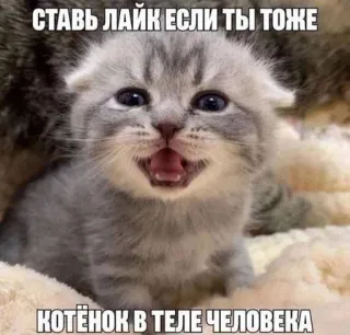 🐈‍⬛ СТАВЬ ЛАЙК ЕСЛИ ТЫ ТОЖЕ КОТЁНОК В ТЕЛЕ ЧЕЛОВЕКА telegram sticker