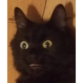 😳 gatto, gatto nero, animale, animale domestico, divertente, meme, scioccato telegram sticker