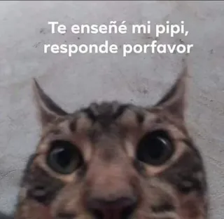 🥺 Te enseñé mi pipi, responde porfavor chat, mème, animal de compagnie, animal, drôle telegram sticker