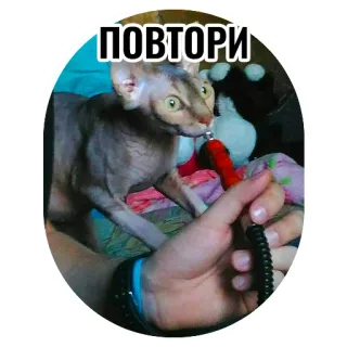 🙄 ПОВТОРИ gato sphynx, narguilé, fumar, animal de estimação, texto russo, repetir, animal telegram sticker