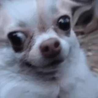 😐 dog, chihuahua, funny, pet, animal, meme telegram sticker