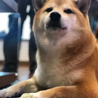 🏷 chó, shiba inu, thú cưng, động vật, dễ thương, vật nuôi telegram sticker