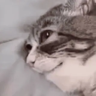 😵 mèo, động vật, thú cưng, vật nuôi, động vật có vú telegram sticker