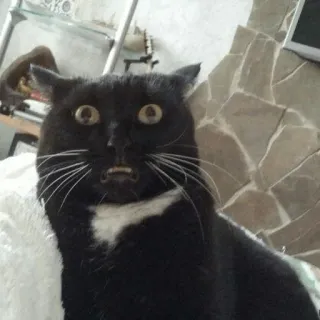 🙀 gato, gato preto, gato surpreso, animal de estimação, animal, gato engraçado, felino whatsapp sticker