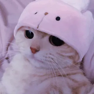 🐈‍⬛️ cat, kitten, pet, animal, hat, cute, domestic animal, mammal telegram sticker