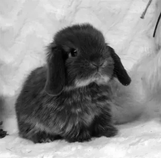 🌟 rabbit, bunny, animal, pet, cute, domestic animal whatsapp sticker