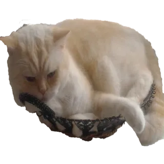 meson&mog telegram stickers