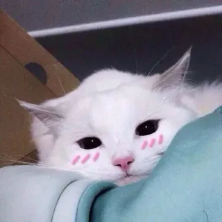 🥰 แมว, สัตว์, สัตว์เลี้ยง, แมวขาว, น่ารัก, ลูกแมว telegram sticker
