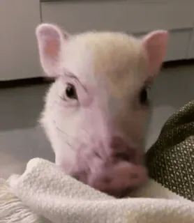 🐷 leitão, fofo, animal, fazenda, porquinho, rosa, animal de estimação whatsapp sticker