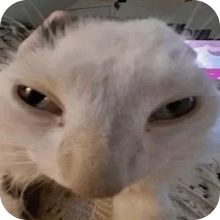 🙂 cat telegram sticker