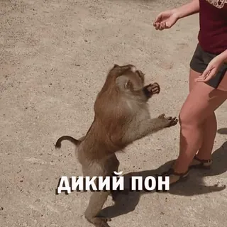 💪 ДИКИЙ ПОН macaco, animal, vida selvagem, russo whatsapp sticker